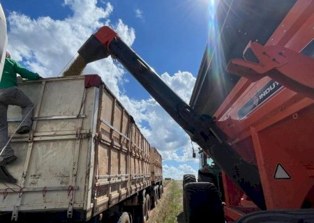Colheita da safra de soja 2024/2025 alcançou 99,1% da área total, em Mato Grosso do Sul