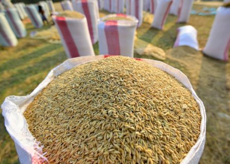 Preço doméstico do arroz fica abaixo da paridade de exportação em mar/25
