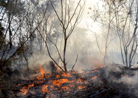 MapBiomas indica redução nas áreas de incêndio no primeiro trimestre
