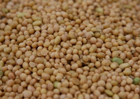 Cenário favorável para a soja; saiba o preço em cada região do Brasil