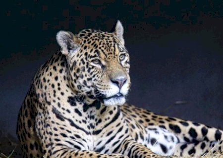 Onça que matou caseiro no Pantanal estava 26 kg abaixo do peso