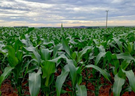 Plantio do milho se aproxima da reta final no Estado