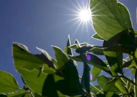 Fertilizantes funcionais combatem principal fator de perdas no campo