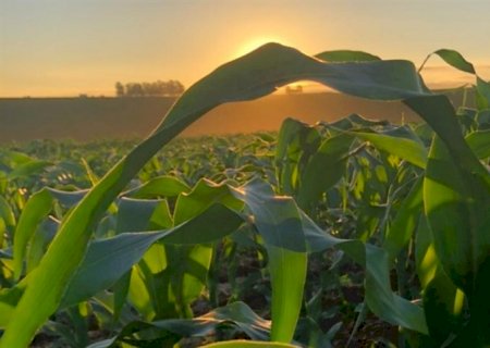 Mercado do milho segue travado no Sul e registra alta no MS