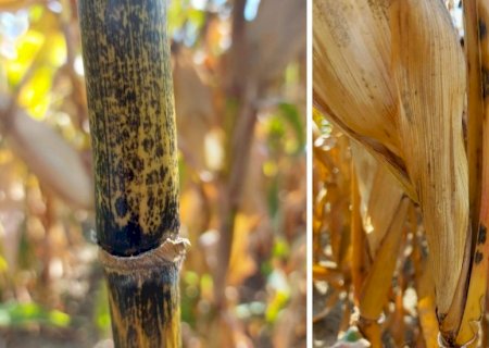Antracnose do milho: estudo revela ameaça crescente à segurança alimentar mundial