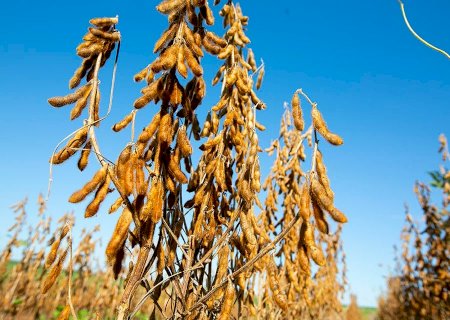 Novas variedades de soja combinam alta produtividade e resistência a doenças