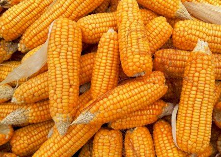 Milho segue em queda e vendedores estão mais flexíveis