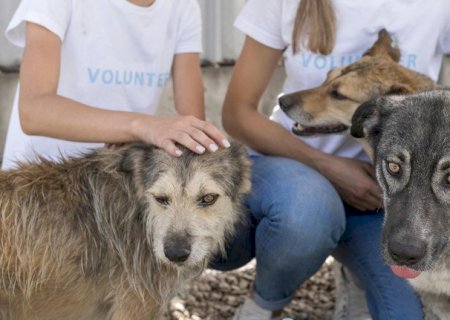 Diante do sucesso das feiras de adoção de animais, vereadores sugerem nova edição