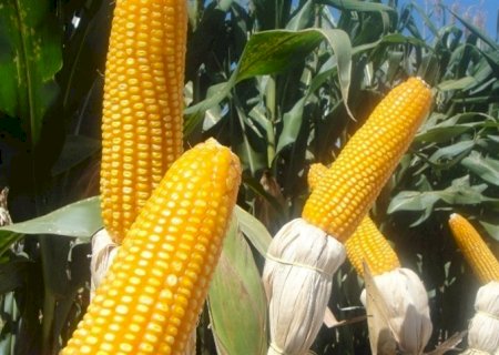 Milho registra forte valorização na semana