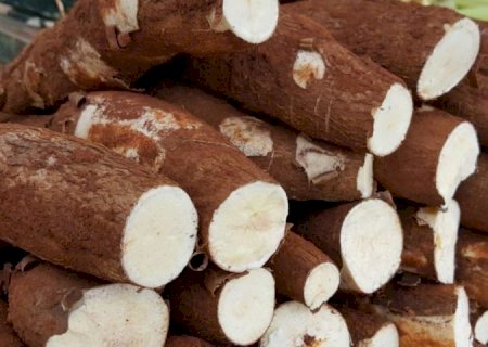 Mandioca é o produto mais comercializado na Ceasa de MS entre os cultivados no Estado