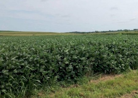 Preço dos grãos cai em Chicago mesmo com atraso no plantio dos EUA