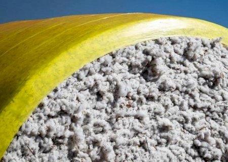 Preço do algodão no Brasil atinge maior valor em um ano