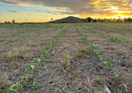 Com apoio da Fundect, campo experimental avalia sustentabilidade agrícola na Rota Bioceânica