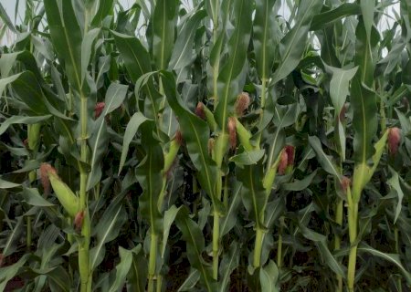 Plantio do milho foi concluído no Estado; colheita da soja alcançou 99,7% da área