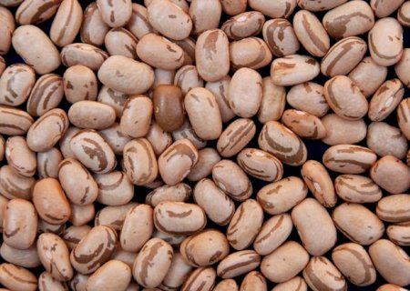 Feijão-carioca tem queda de preço e cotação do feijão-preto se mantém