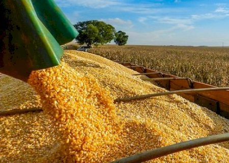 Brasil poderá ter novo recorde na produção de grãos na safra 2024/2025