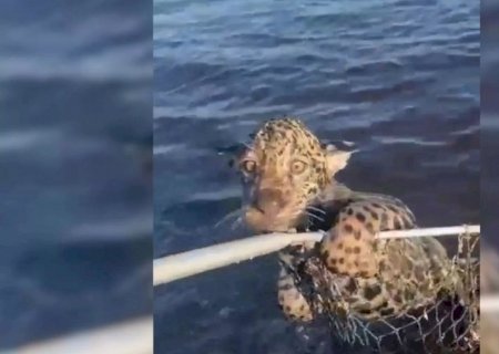 Filhote de onça é salvo após “pegar carona' em barco de pescadores no Pantanal