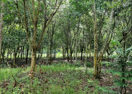 Reflorestamento com mudas cobre área acima da meta em MT