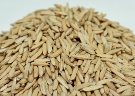 Arroz: Brasil amplia exportação em 82% e reduz importações em maio