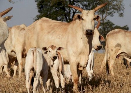 Desmame forte é lucro certo: peso do bezerro define o sucesso da fazenda
