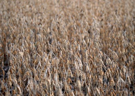 Tarifaço de Trump 'mexeu' com o mercado de soja?