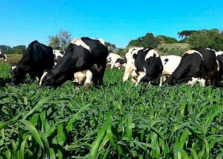 Comissão Nacional de Pecuária de Leite debate avanços para a cadeia produtiva