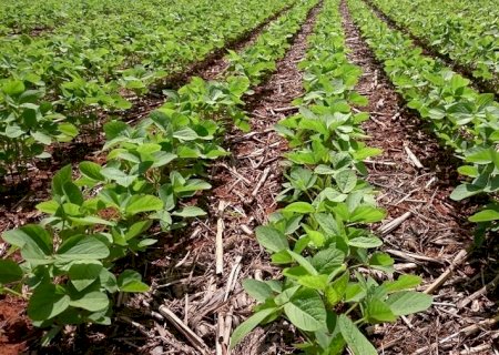 Soja atinge máximas do ano no Brasil