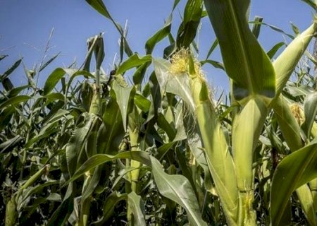 Preço do milho cai mais de 3% em Chicago; previsão de safra recorde nos EUA