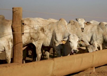 Capim humidícola e sal mineral: um mito que pode prejudicar sua fazenda