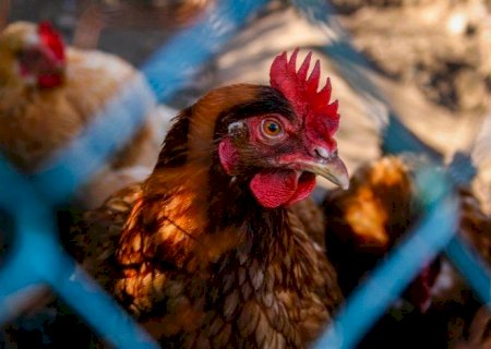 Após caso de gripe aviária, China suspende importações de frango da Argentina