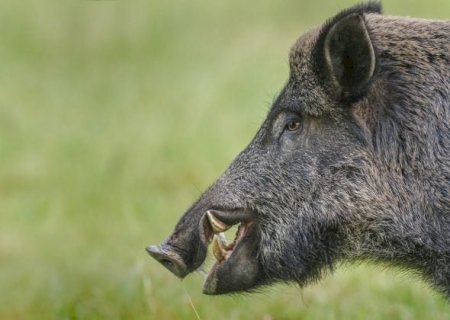 Projeto de lei quer dar aos estados o controle sobre javalis e bonificar caçadores