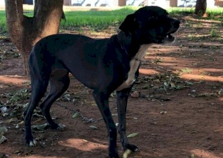 Indicações sugerem medidas de proteção e controle de animais domésticos em Nova Andradina