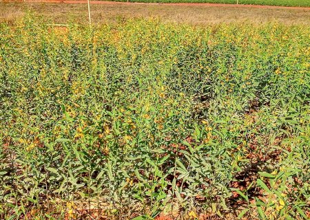 Como controlar plantas espontâneas sem defensivos? Estudo da Embrapa responde