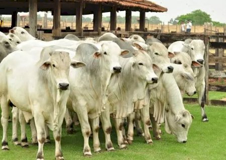 Boi gordo vive “cabo de guerra” com pecuaristas levando a melhor; veja as cotações da arroba