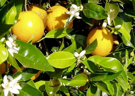 Citros: incertezas limitam o fechamento de contratos no ciclo 2025/26