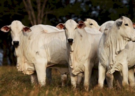 Cotação do boi gordo estanca a 'sangria' e estabiliza; veja os preços da arroba