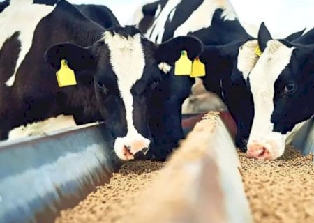 Dieta de vaca leiteira: o risco de 60% de concentrado para a saúde ruminal