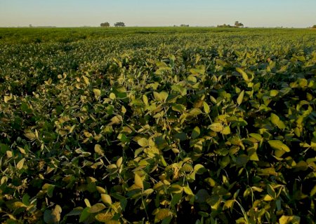 Calor acima da média e chuvas irregulares elevam riscos para a safra de soja no Centro-Oeste e Matopiba