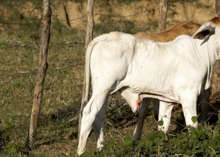 Umbigueira em bezerro: por que remédio caseiro é um risco e não a solução?
