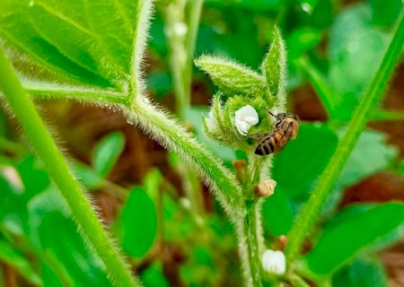 Estudo mostra que 75% das culturas agrícolas dependem de animais polinizadores
