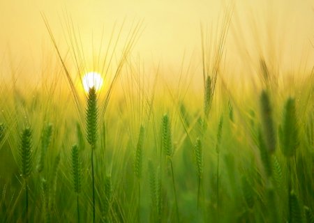 Chuvas em setembro favorecem desenvolvimento de cultivos de inverno