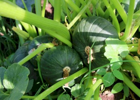 Hortas circulares apoiam agricultura familiar em Minas Gerais