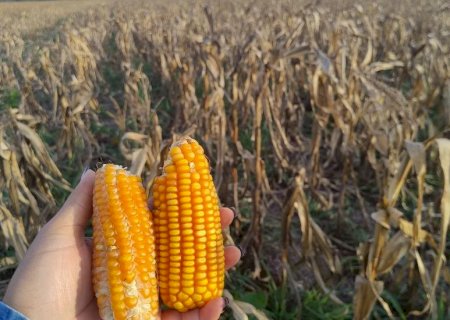 Estiagem reduz produtividade da soja e do milho em Mato Grosso do Sul, aponta estudo da Aprosoja/MS