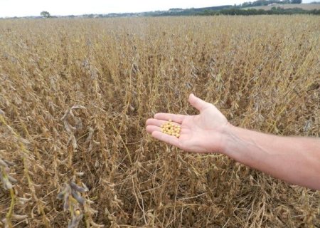 Soja em alerta: clima irregular e atraso no plantio elevam preocupações