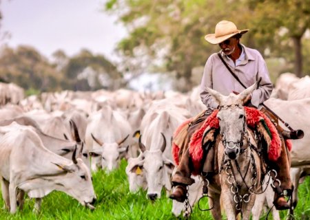 Setor pecuário mostra que é possível produzir mais e emitir menos gases com tecnologia e manejo eficiente