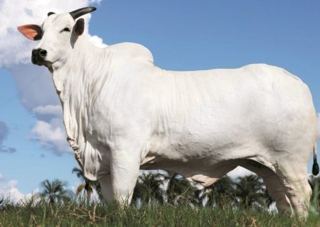 Vaca nelore alcança R$ 54 milhões e estabelece novo recorde mundial da raça
