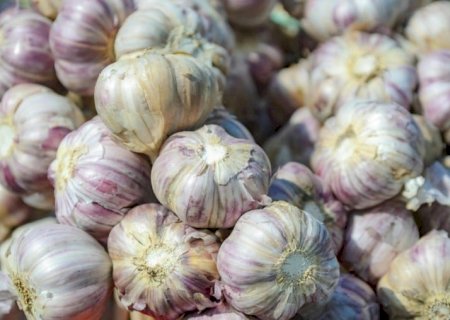 Cultura do alho ganha zoneamento agrícola de risco climático