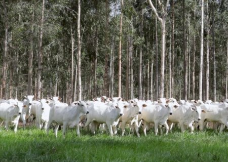 Produtores têm até dia 1º para fazer declaração e atualização de rebanhos no Estado