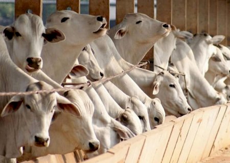 Brasil produz 86,6 milhões de t de ração, mas 5 desafios travam a exportação da nutrição animal