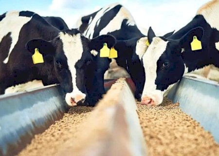 Brasil é 3º maior produtor de ração, mas enfrenta 5 desafios para exportar mais
